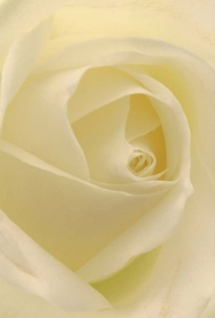To gaze at this classic white rose-composed so intimately-is to witness a symphony of softness and structure brought to life by the skilled florists of Abbots Langley. Each petal, layered with quiet sophistication, glows with a blend of milk-white and buttery cream, subtly illuminated as if touched by sunlight streaming past the hedgerows framing the community's gardens. The composition radiates tranquility, the gentle interplay of colour and light flowing through each petal hinting at an inner luminescence. In the heart of the spiral lies a near-perfect core, symbolizing purity and new beginnings, reminiscent of timeless moments celebrated across Abbots Langley's welcoming homes. Whether intended for a romantic apology, a wedding centrepiece in one of the area's historic venues, or to convey heartfelt condolences, this rose brings an air of serene resilience and refined beauty. Its fragrance, almost imperceptible yet unwaveringly fresh, lingers like a promise-suitable for any occasion where emotion is expressed with grace and sincerity.